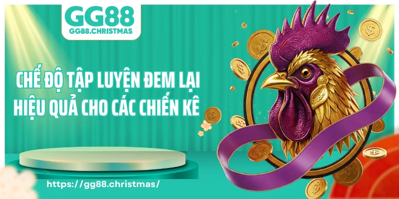 Chế độ tập luyện đem lại hiệu quả cho các chiến kê 
